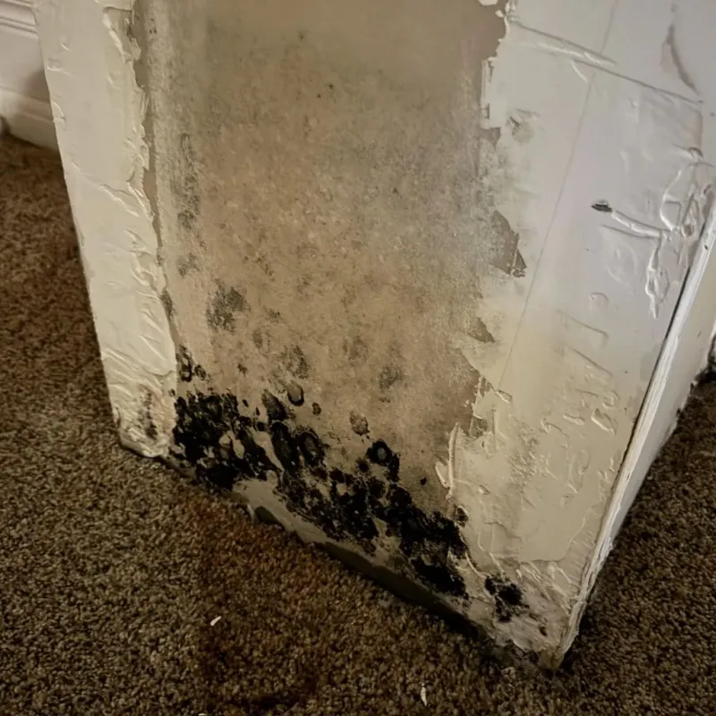 Professional Mold Removal in Salt Lake County, UT